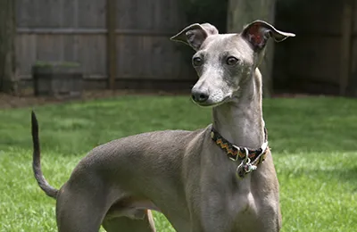 galgoitaliano.webp